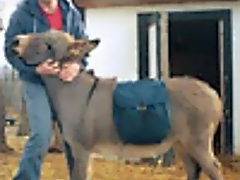 Big mule promises pleasure to its owner