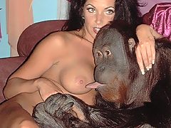 Orangutan gives busty’s nips a licking